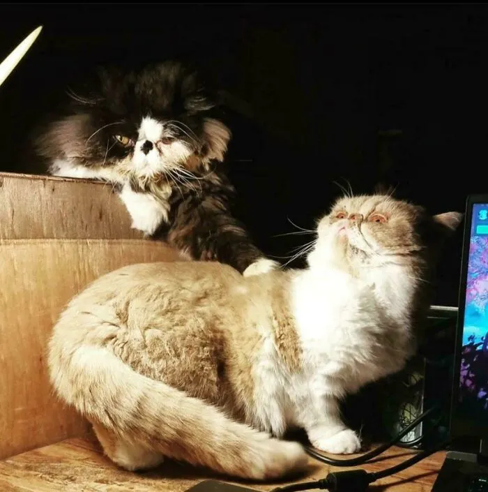 Mis gatos