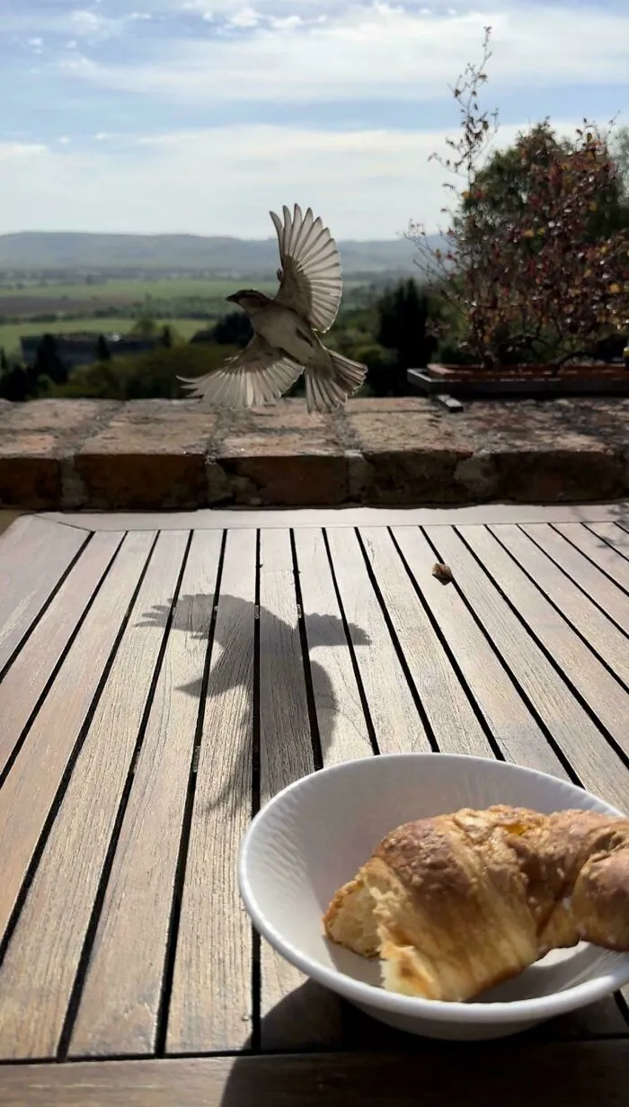 Pajarito obstruyendo las vistas