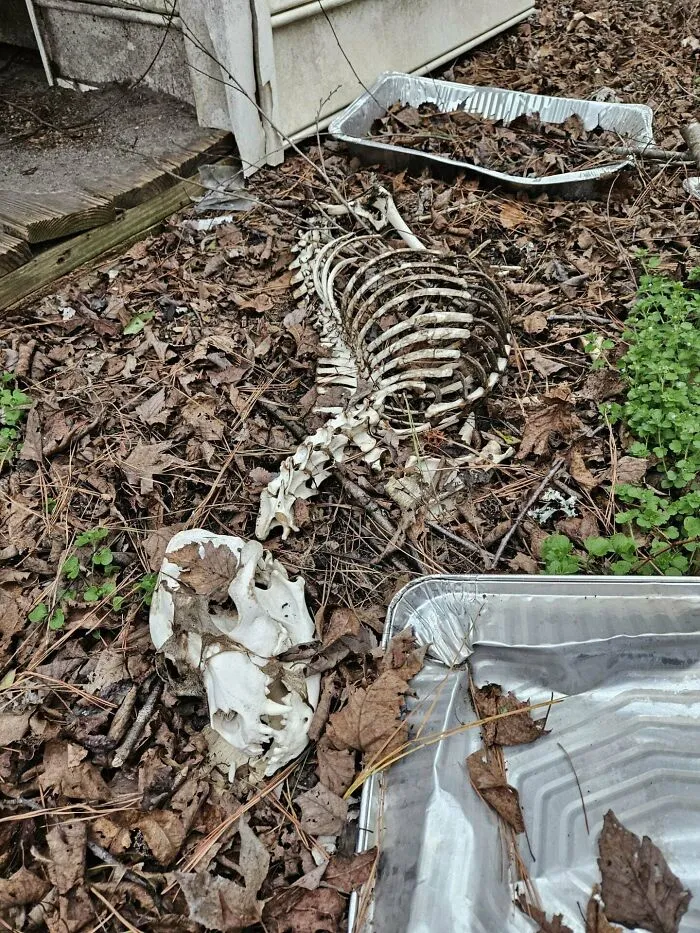 Looking For A New Home. Toured This Home On The Market For 100 Days And Found The Owners Left Their Dog To Die In The Dog Cage In The Backyard