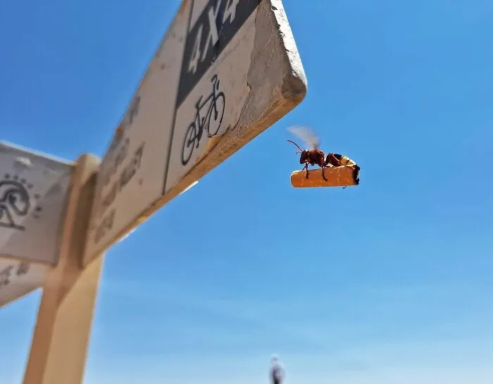 A Guy Captured A Hornet Flying With Cigarette Butt