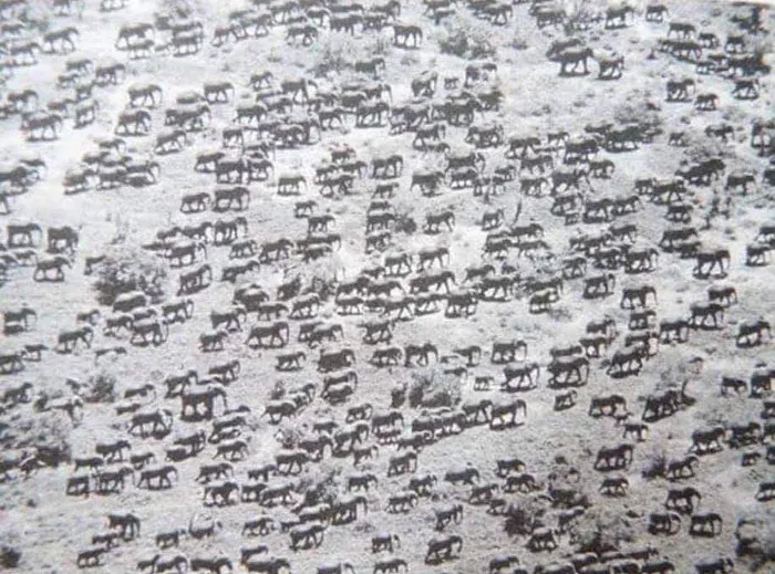 This Is How Big Elephant Herds Used To Be ( 1950s )