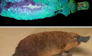50 Hard-To-Believe Images And Facts That Are Outright Amazing (New Pics)