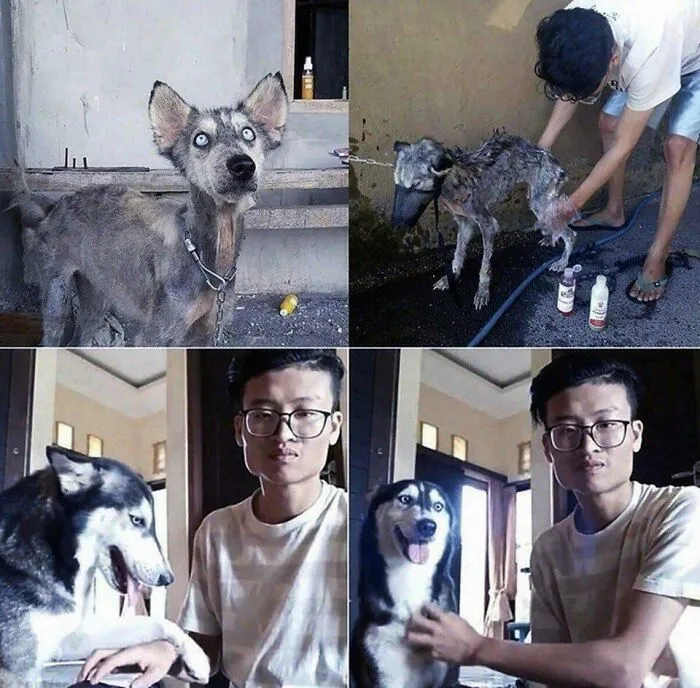 Husky Nursed Back To Health