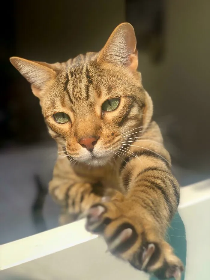 Tabby cat showing sharp claws while basking in sunlight, looking both adorable and scary.