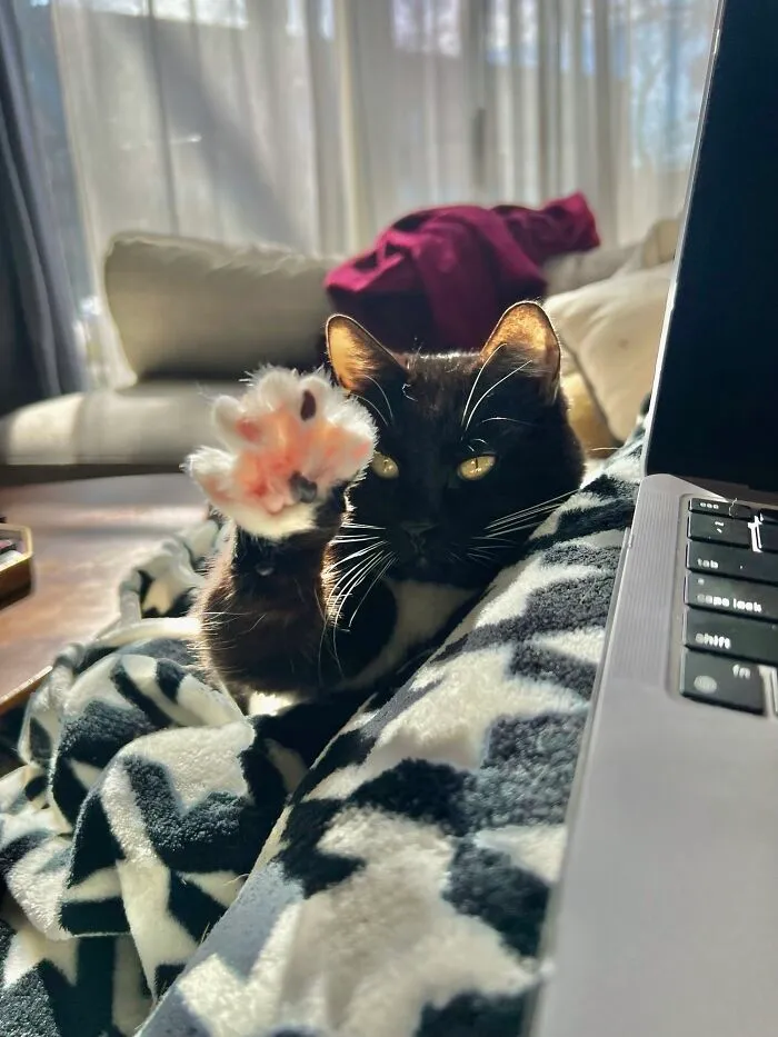 Black cat showing sharp claws on a cozy patterned blanket near a laptop.