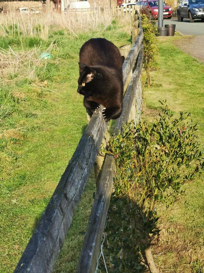 Black cat perched on a wooden fence, displaying its sharp claws in the sunlight.