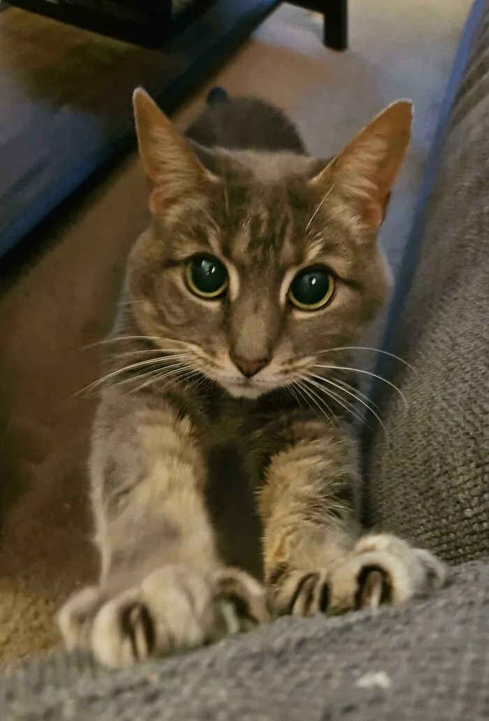 Miss Hazy Is Getting Up There In Age (15), But She's Still Got Some Formidable Murder Mittens