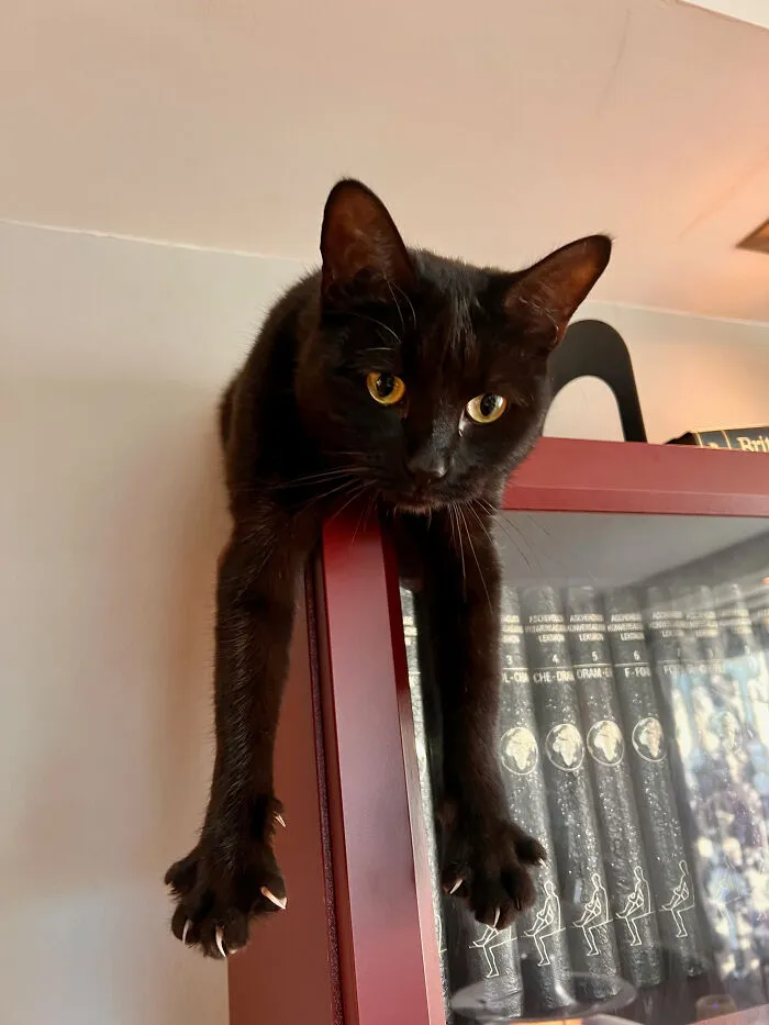 A Fear-Inducing Rabid Wild Beast: Eris Kattarina, 3yo, 2kg, Loves : Cuddles/Murder
