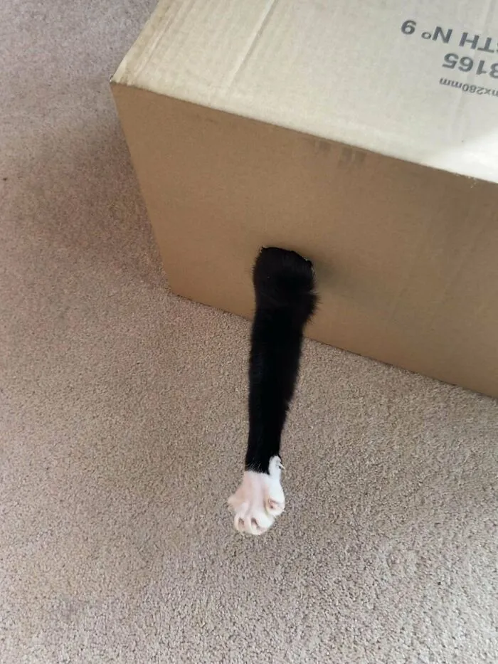 An Attempted Attack