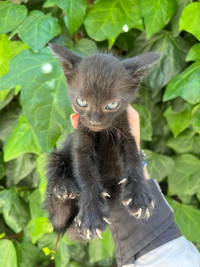 The Eyes Chico, They Never Lie... And The Murder Mittens Too