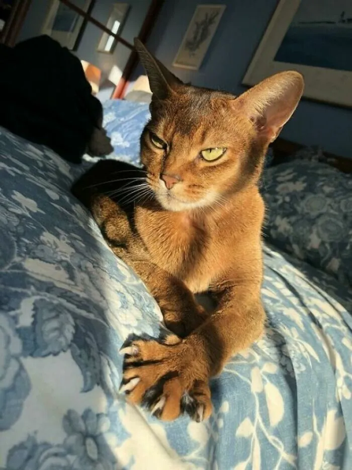 Look At Her Murder Mittens