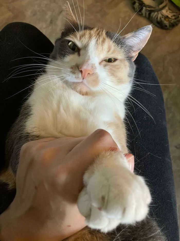 A cat sitting on a lap extends a paw with sharp claws, appearing both adorable and slightly intimidating.