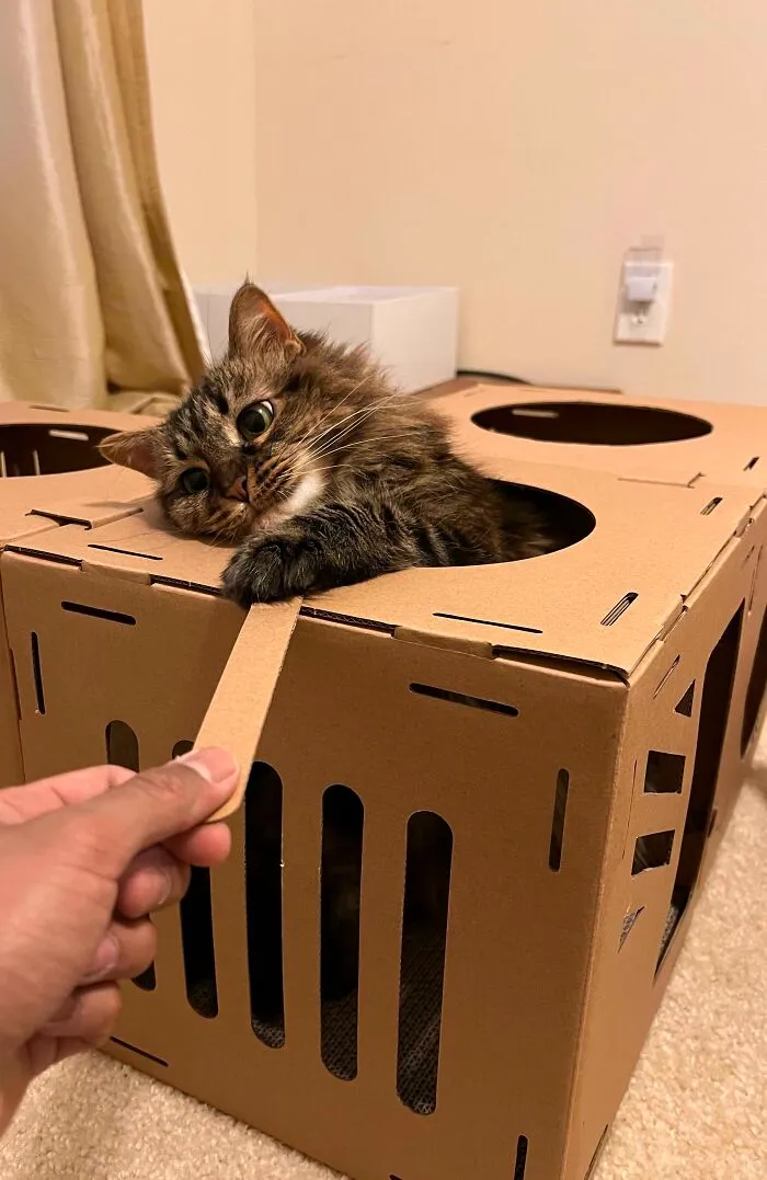 Cat playfully swiping from a cardboard box, showing off its sharp claws.
