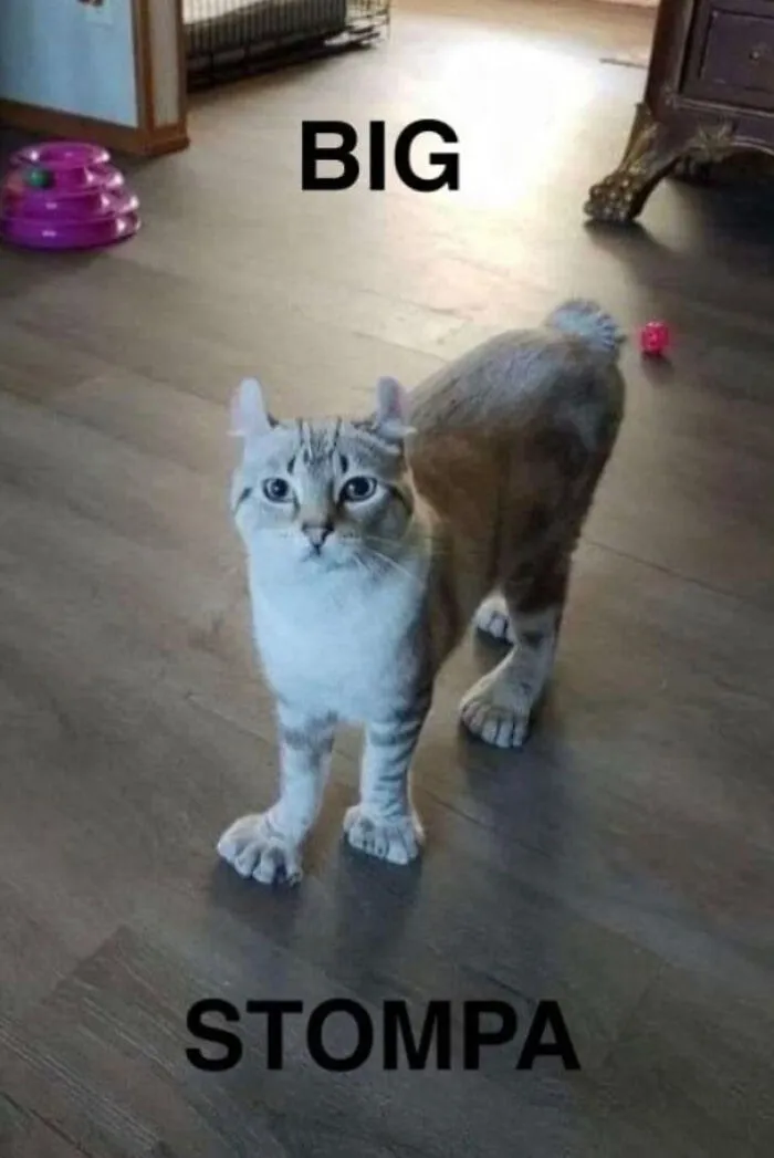Cat with large paws standing on wooden floor, captioned "BIG STOMPA", showcasing its sharp claws.