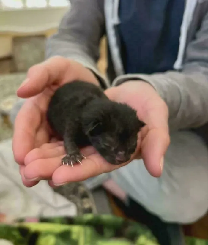 Only A Few Hours Old And Already Armed And Dangerous!