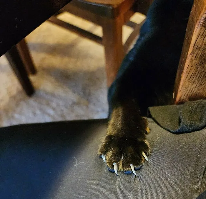 Cat displaying its sharp claws on a chair, creating an adorable and scary moment.