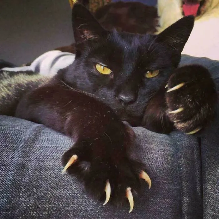 Black cat with sharp claws resting on furniture, showcasing its adorable and scary side.