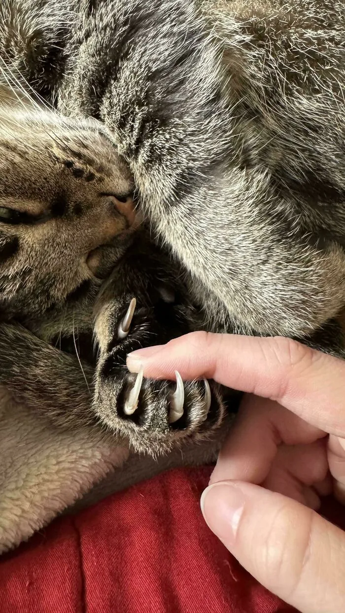 Cat with sharp claws, gently holding a person's finger while resting.