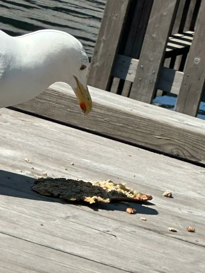 This Is The Bastard...... So I Was Eating A Sandwich. Suddenly I Was Slapped Hard In The Back Of The Head!! I Take The Sandwich From My Mouth In Total Shock, But Then It Was Ripped Out Of My Hand!!! Yes I Was Wing Slapped I The Head And Robbed By A Seagull !