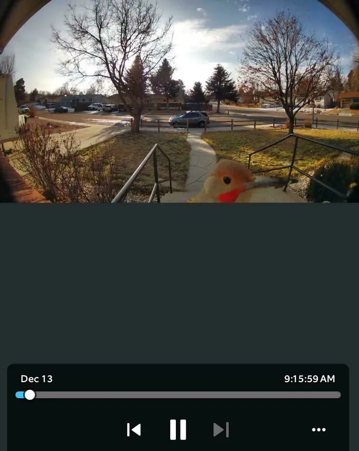 Bird blocking a doorbell camera view on a sunny day, showcasing its funny side.