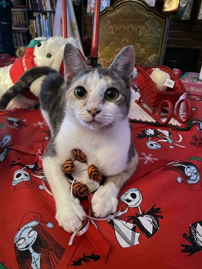 My Newest Kitty, I Adopted Her Off The Street And She's The Most Lovey Cat I've Had!