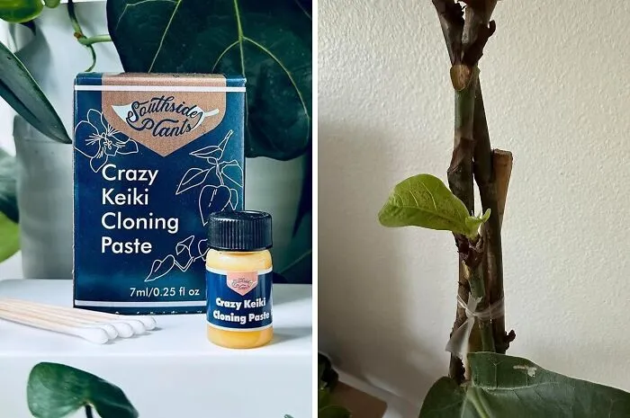 Budding Genius: <span Style="Font:inherit;color:#d74b1f;"> Keiki Cloning Paste</Span>, The Secret To Plant Multiplication