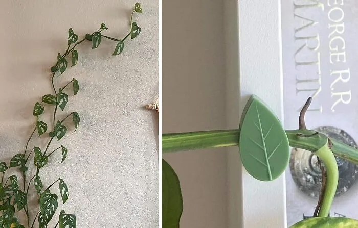 Climb The Walls Literally: Handy <span Style="Font:inherit;color:#d74b1f;"> Clips</Span> To Elevate Your Plant Game