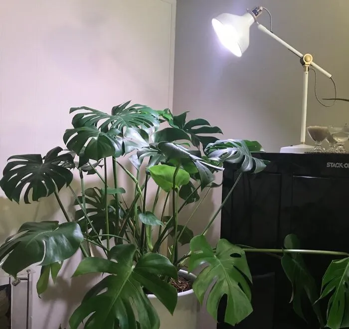 Brighten Your Plants' Life With A <span Style="Font:inherit;color:#d74b1f;"> Grow Light LED Bulb</Span>: Shine & Thrive!