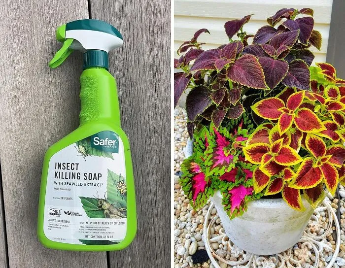 Bye-Bye Bugs: <span Style="Font:inherit;color:#d74b1f;"> Insect Killing Soap Spray</Span> For A Pest-Free Paradise