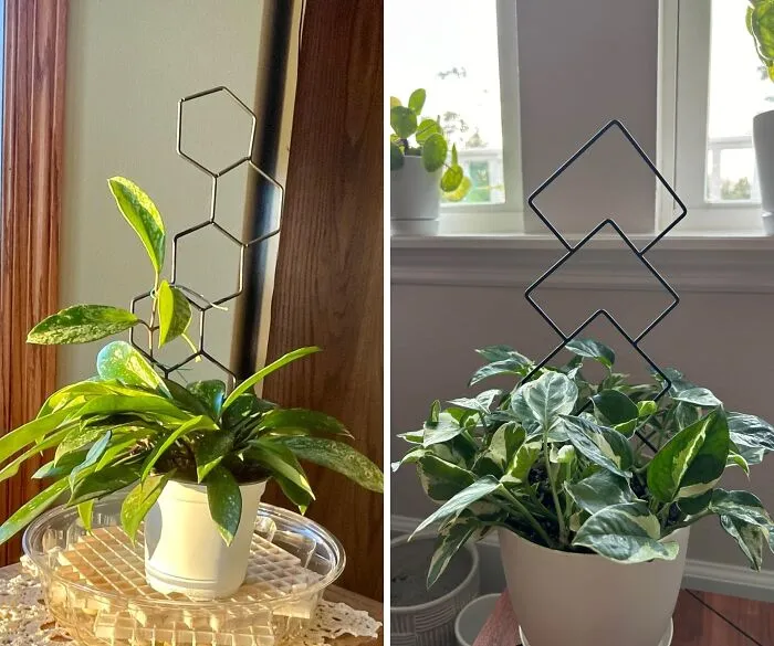 Climb To New Heights: Stylish <span Style="Font:inherit;color:#d74b1f;"> Plant Trellis Pack</Span> For Potted Plant Perfection!