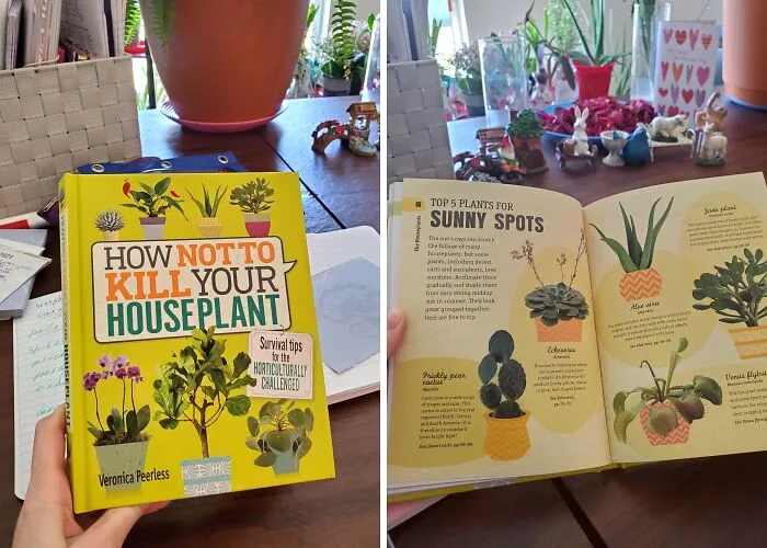 Green Thumb, Zero Casualties: <span Style="Font:inherit;color:#d74b1f;"> Houseplant Survival Guide</Span> For The Plant-Cursed