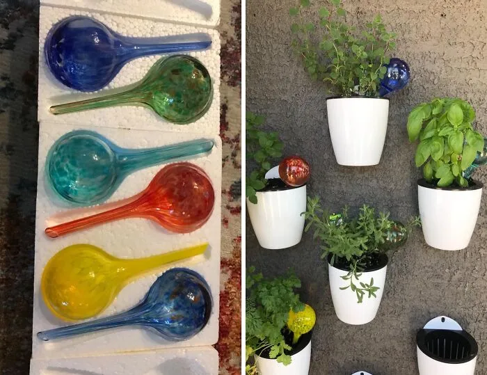 Garden Guardians: <span Style="Font:inherit;color:#d74b1f;"> Watering Glass Globes</Span> For Perfect Plant Moisture!