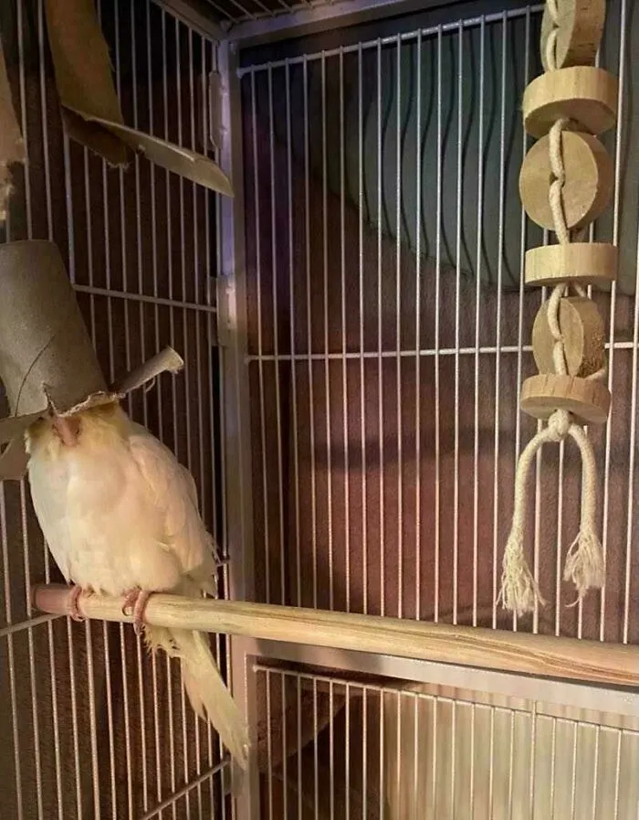 Bird wearing a cardboard hat, perched humorously inside its cage, looking playful.