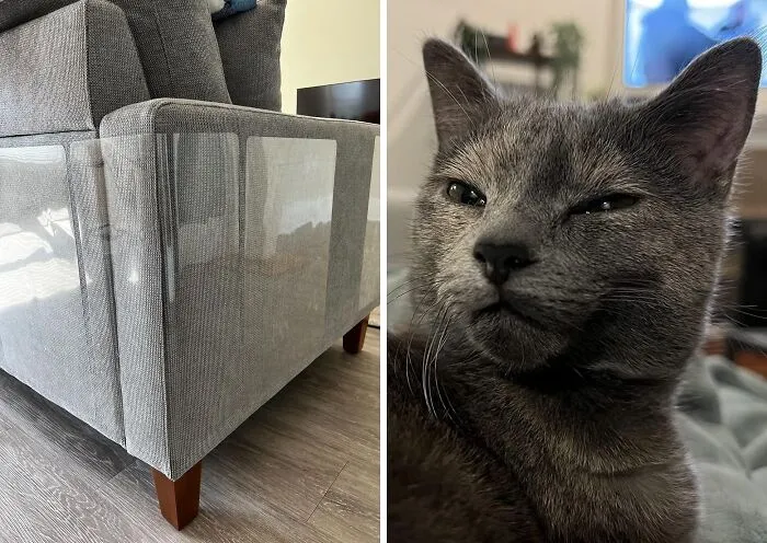 Save Their Sofa, Spoil Their Cat With Awesome <span Style="Font:inherit;color:#d74b1f;"> Stelucca Furniture Shields </Span> That Protects The Furniture In Style!