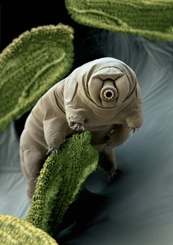 Tardígrado microscópico en musgo, mostrando cómo la naturaleza sorprende con su resistencia y formas únicas.