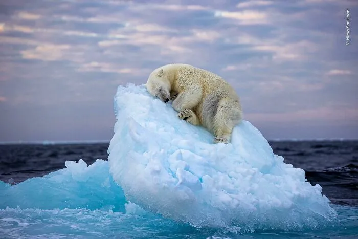 Un oso polar se hace una cama en un pequeño iceberg antes de dormirse en el lejano norte, frente al archipiélago noruego de Svalbard.
