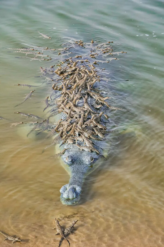 Mamá gavial con sus hijos, India, Foto de Santosh Jana