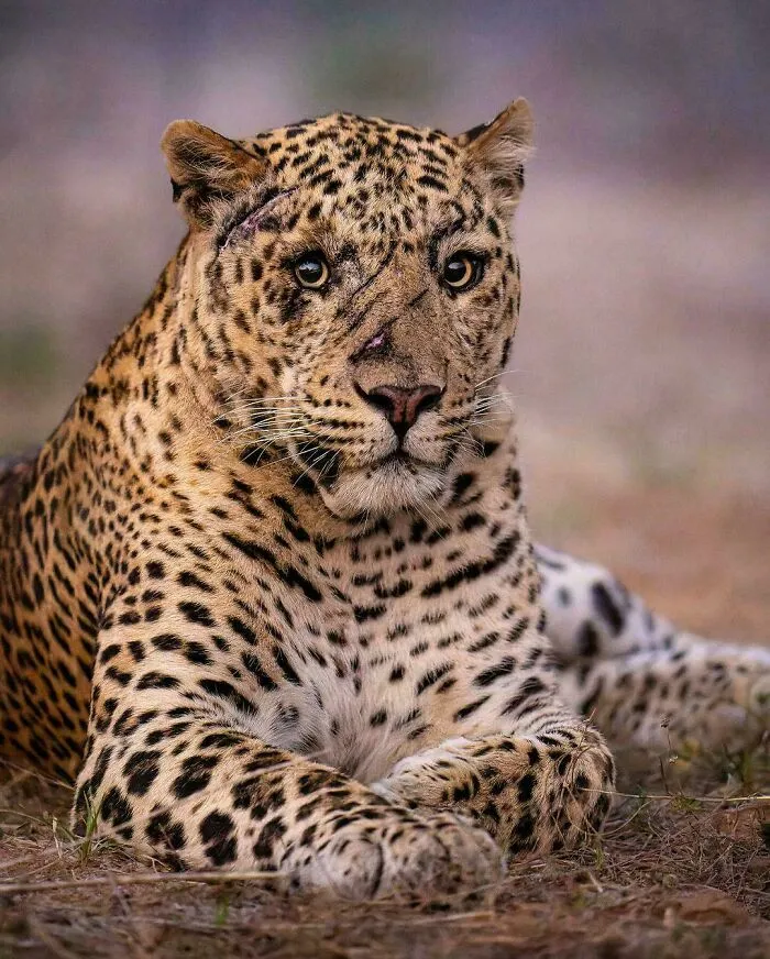 Leopardo indio con cicatrices de batallas (Marlon Du Toit - Instagram) 🔥
