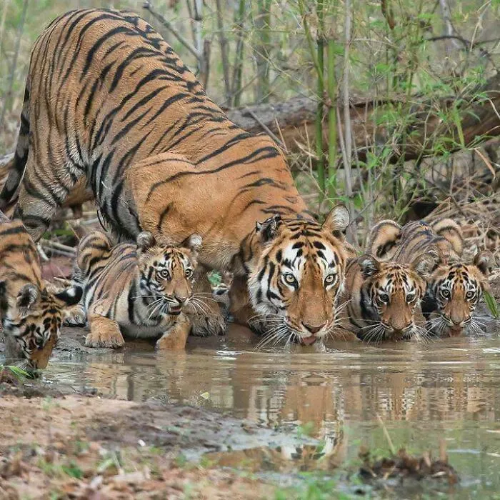 Tigre con sus cachorros en India