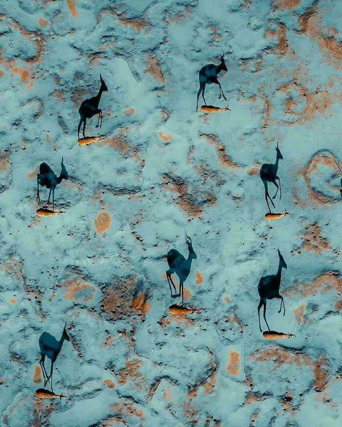 Gacelas y sus sombras galopando por las arenas de Namibia