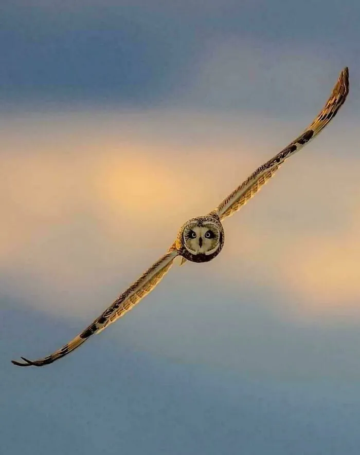 Búho volando, foto de Steve Woods