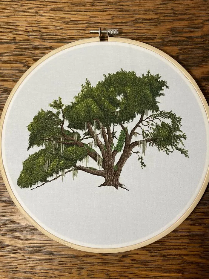 Live Oak Tree
