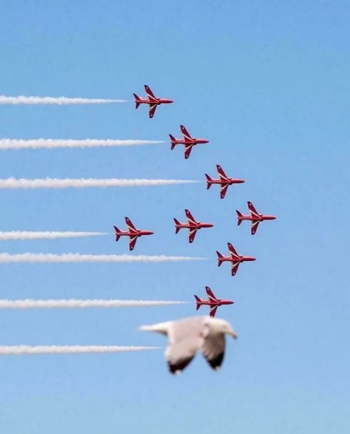 Impolite Bird Had To Photobomb The Airshow