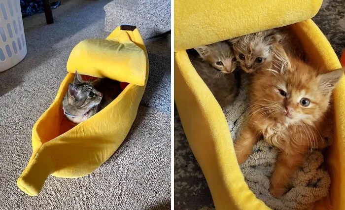 Peel Back The Coziness & Comfort With This <span Style="Font:inherit;color:#d74b1f;"> Banana Cat Bed </Span> That's Just Purr-Fect!
