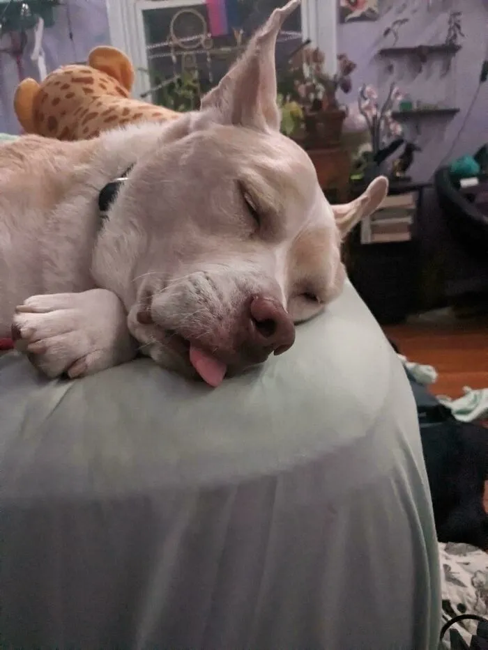June Lost Her Owner Of 10 Years, And Now She's My Baby