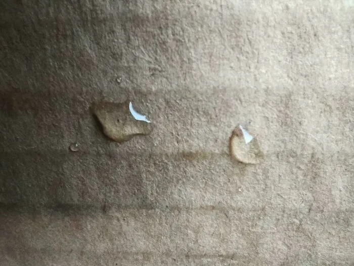 Encontré 2 copos de nieve idénticos. Lo siento, tardé un poco en hacer la foto