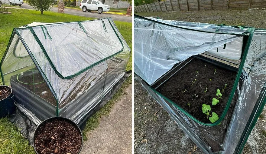 <a style="display:inline;" href="https://www.amazon.com/Quictent-49x37x36-Extra-Thick-Galvanized-Greenhouse/dp/B083B935Z5?crid=VI98G072BB6P&dib=eyJ2IjoiMSJ9.br5A6mH13ZTCN_mVOlKh3PwFBAZTrw8PCfI7GUwmhN_yHA64ydAUsZ_u6vGv0PFvgt3LL9UwD5j8-b5ErHBoauF5n2bcO245zo2GYx17rcploRrH76OjiPVk6Rg5OkykBdE9YHZS7zrFr1Jezk2lo-mu-ccyDVJ4_ZWZyCEZOLs4qn_p8-qc54UOy9938PS2HriBHsaYFeMJ79HqcdlKGpKURo_M_EtYqsHjRCdNXDsq_NYBUd1_piJrQ7AnisTEmrPxfu3RVKaPlTlcRIEfhJOZ4xohBwSQDYytF2HwTbM.0bq9GFlKqXxS0O7h0bk5JB48oU32AfL-221SBp2mcos&dib_tag=se&keywords=garden&qid=1714041328&sprefix=garden%2Caps%2C188&sr=8-28&th=1&linkCode=ll1&tag=bppanther-20&linkId=48df8ae8b6cafcab6e30f0395b0f5eac&language=en_US&ref_=as_li_ss_tl " target="_blank"> <span Style="Font:inherit;color:#d74b1f;"> Quictent's Planter Box</Span> Allows Your Greens To Have Their Own Greenhouse