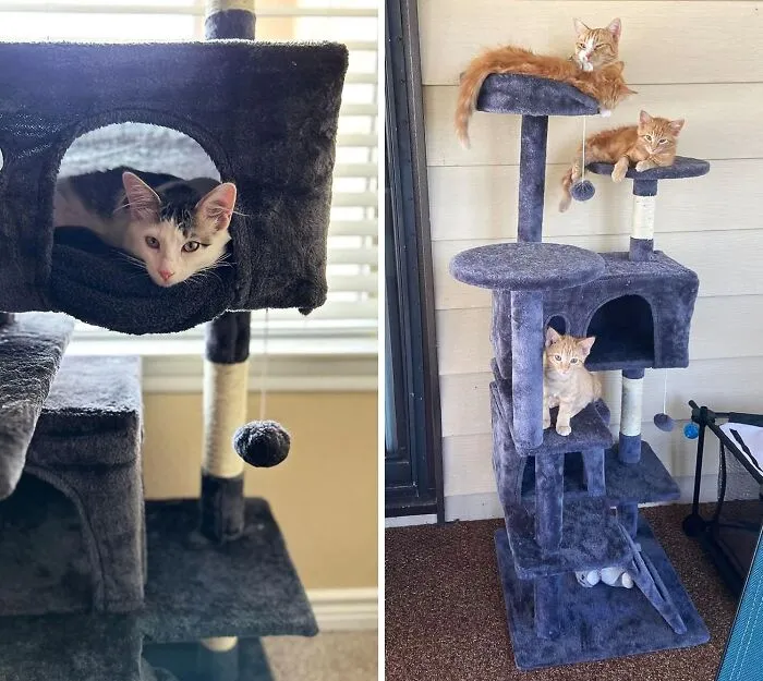 Scale New Heights Of Fun With The <span Style="Font:inherit;color:#d74b1f;"> Bestpet 54in Cat Playground Tree Tower</Span>