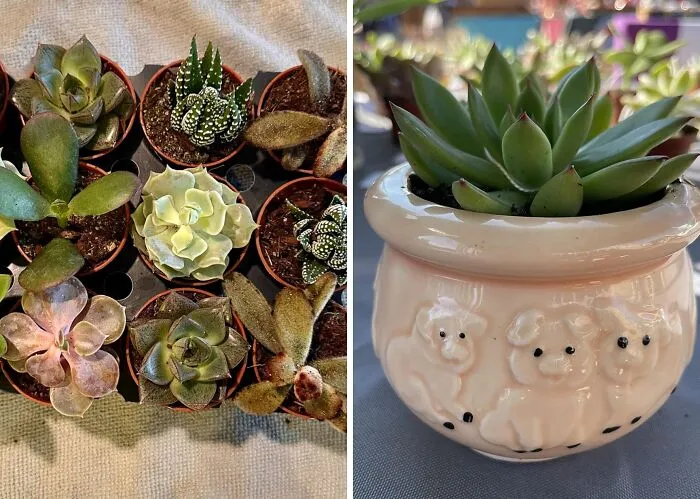 Brighten Mom's Space With <span Style="Font:inherit;color:#d74b1f;"> Live Mini Succulent Plants</Span>
