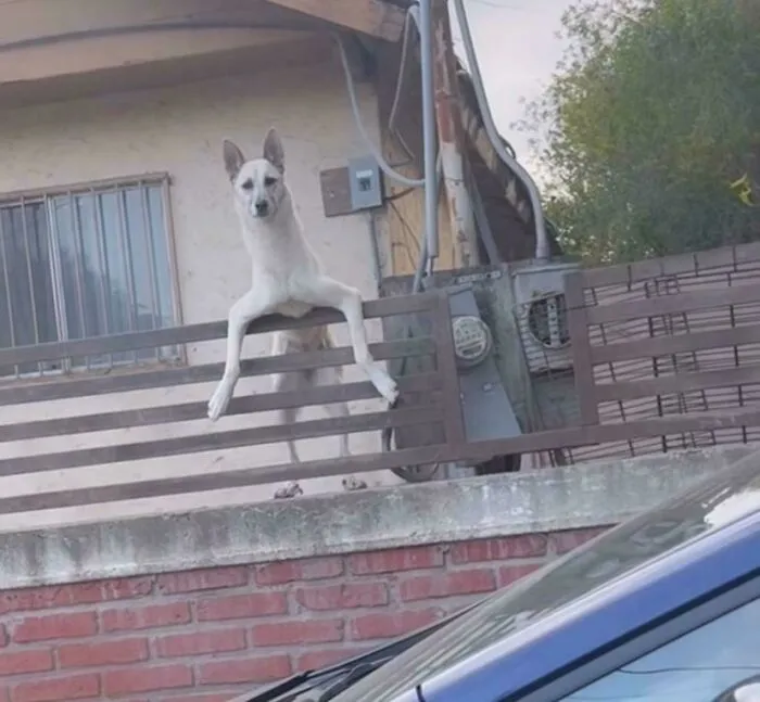My Godmother’s Neighbor’s Dog